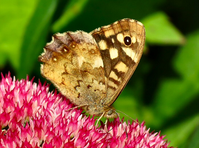 Speckled Wood, Cotehele