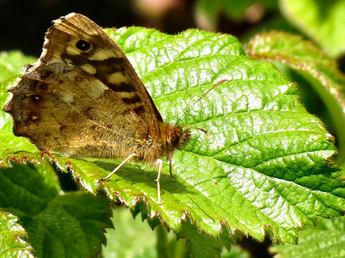 Speckled Wood, Whitsand Bay, Cornwall