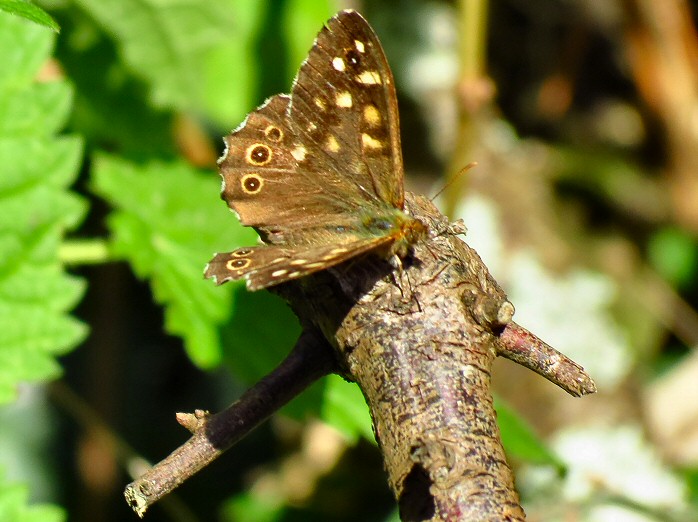 Speckled Wood, Rame, Cornwall