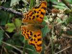 Comma, Slapton Ley