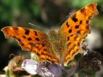 Comma, Slapton Ley