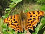 Comma, Slapton Ley