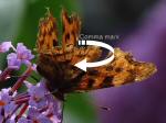 Comma