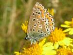 Common Blue, Glebe