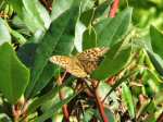 Dark Green Fritillary