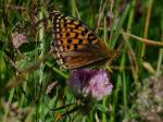 Dark Green Fritillary