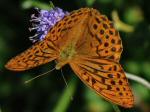 Dark Green Fritillary