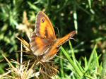 Gatekeeper, Whitsand Bay, Cornwall