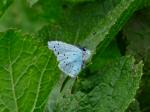 Holly Blue