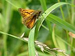 Large Skipper, Coleton Fishacre