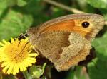 Meadow Brown