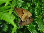 Meadow Brown