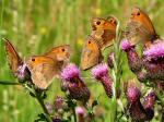 Meadow Brown