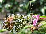 Orange Tips