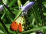 Orange Tip - Male