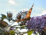 Painted Lady Plymouth Hoe