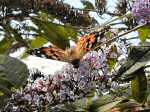 Painted Lady, Plymouth Hoe