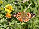 Painted Lady