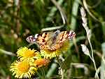 Painted Lady, Bedruthan Steps
