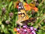 Painted Lady, Cotehele Gardens