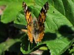 Painted Lady