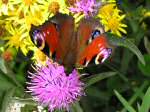 Peacock Butterfly, Rame Head