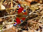 Peacock, Cotehele Woods