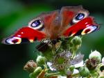 Peacock, Cotehele Woods