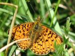 Small Pearl-bordered Fritillary