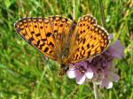 Small Pearl-bordered Fritillary