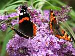 Red Admiral, Cotehele Gardens