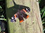 Red admiral, Rame Head