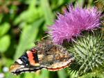 Red Admiral, Whitsand