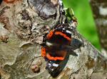 Red Admiral