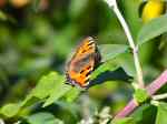 Small Tortoiseshell, Plymouth Hoe