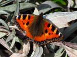 Small Tortoiseshell