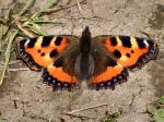 Small Tortoiseshell, Cotehele Gardens