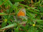 Small Heath