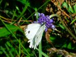 Small White Butterfly, Cotehele Gardens