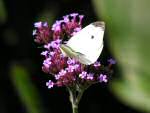 Small White butterfly, Slapton Ley