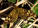 Speckled Wood Wembury