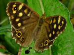 Speckled Wood