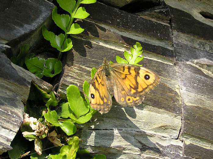 Wall Brown, Glebe, North Cornwall