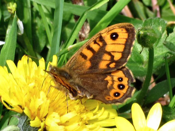 Wall Brown