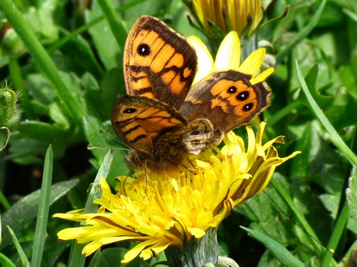 Wall Brown