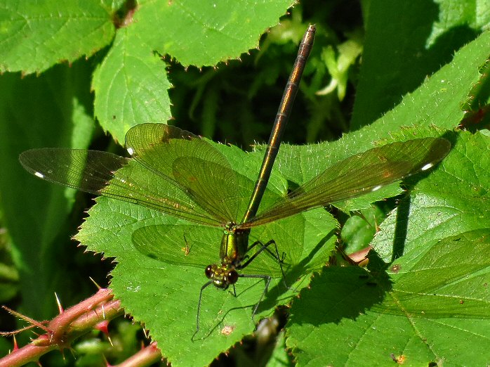 Banded Demoiselle