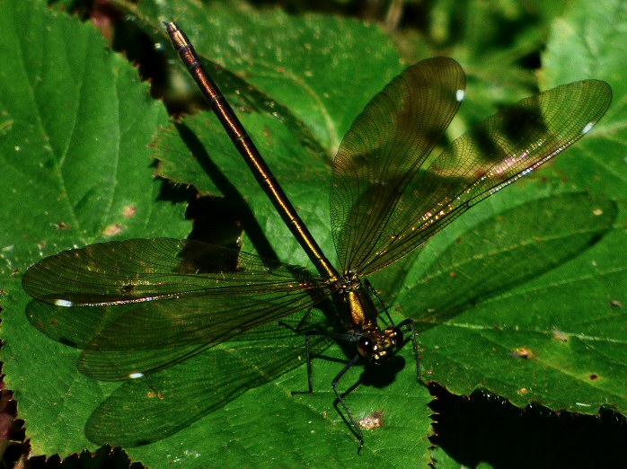 Banded Demoiselle