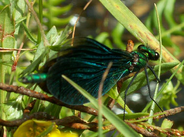 Beautiful Demoiselle