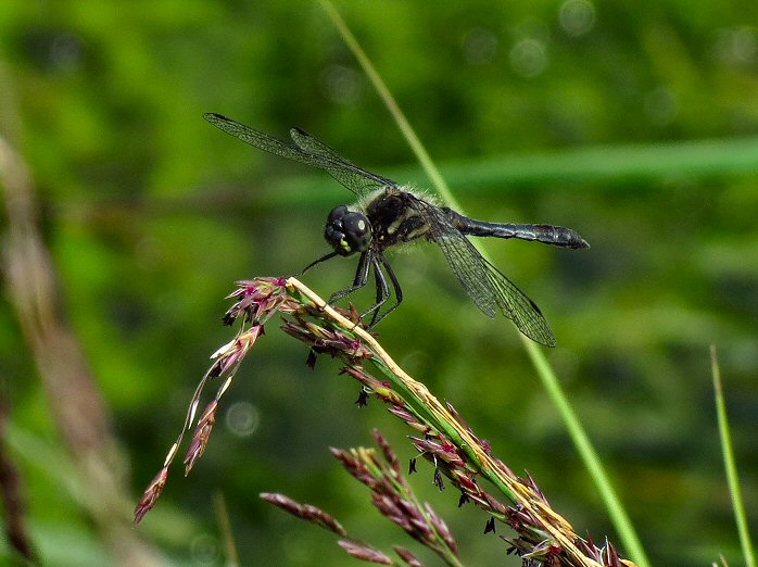 Male Black Darter, Dartmoor