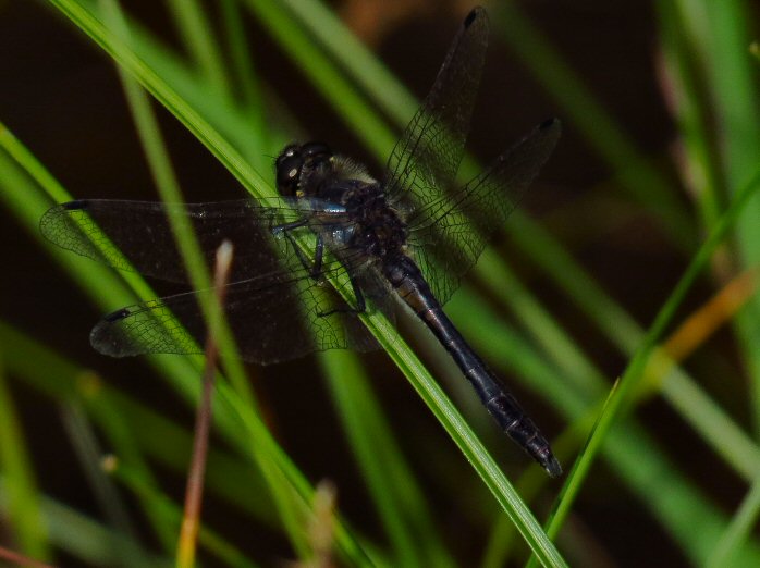 Male Black Darter, Dartmoor